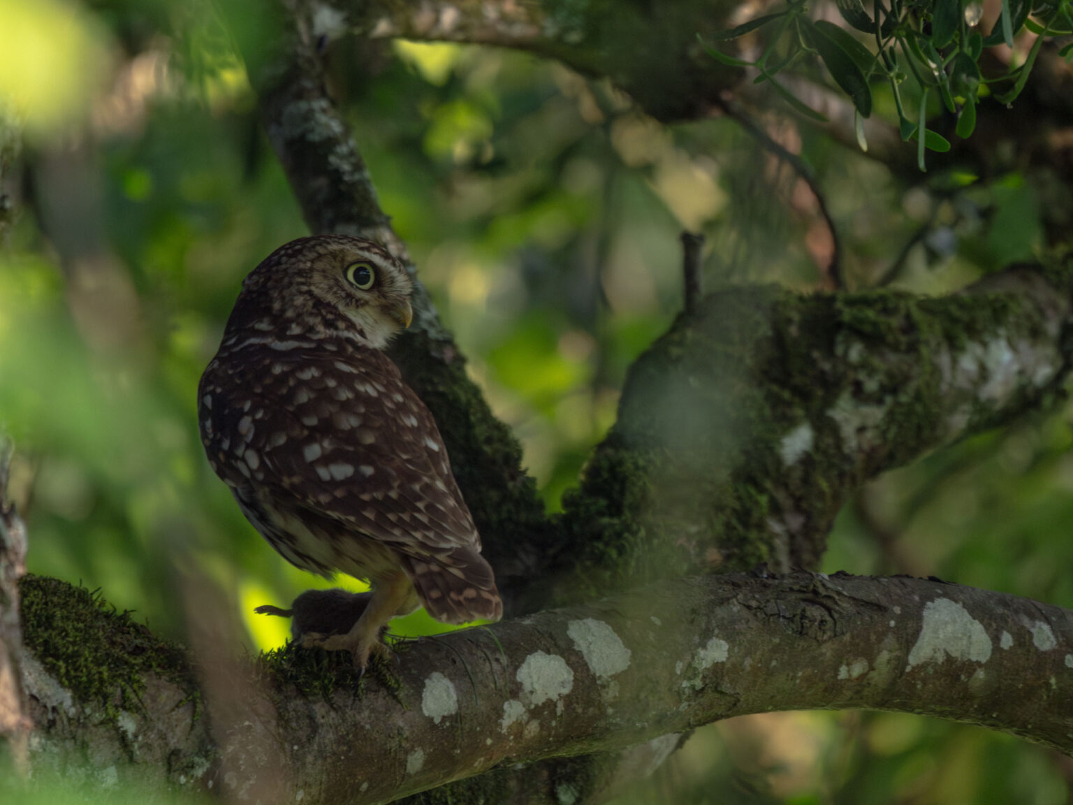 Une chouette chevêche parmi les oiseaux dans le jardin