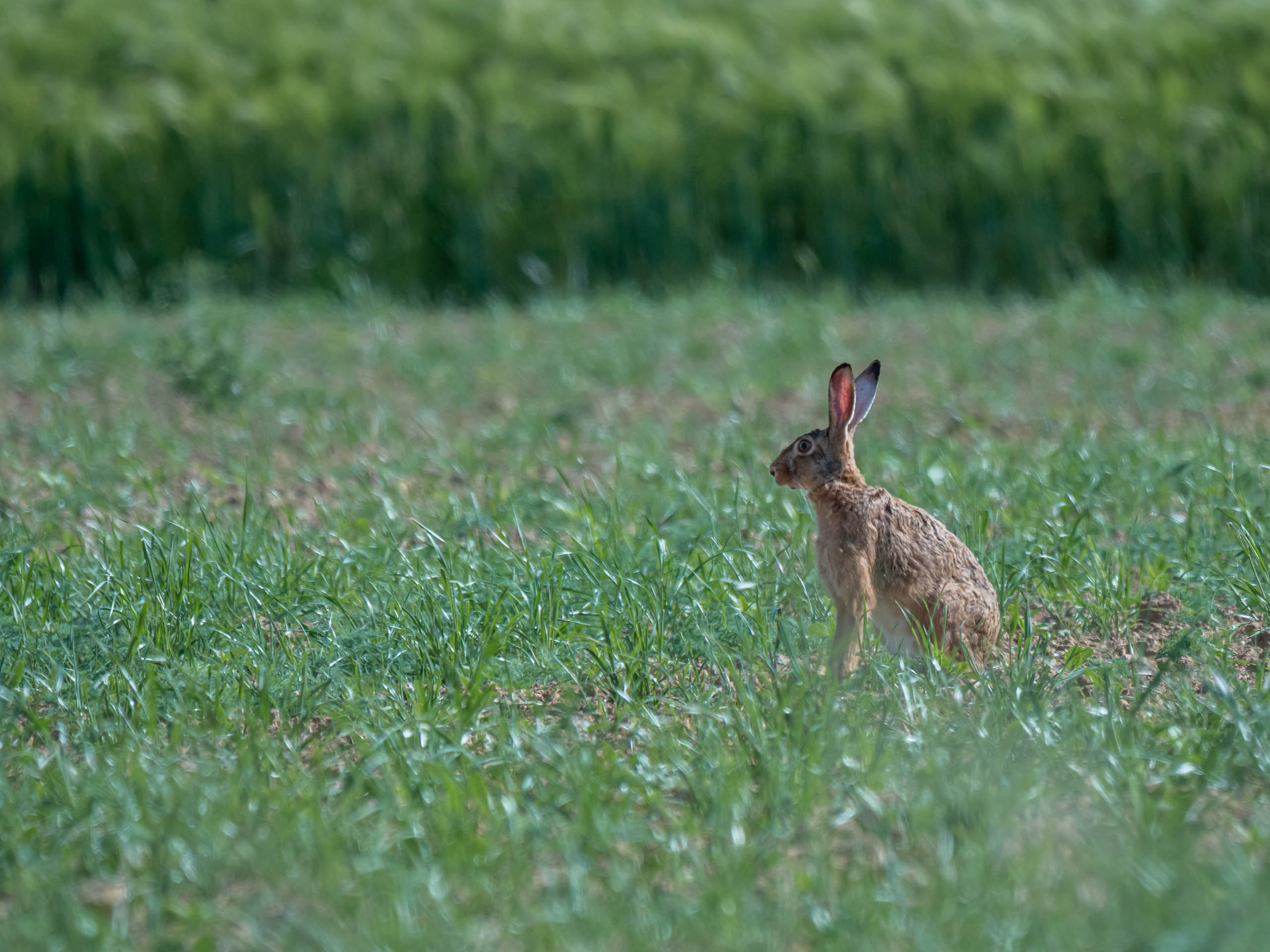 Le lièvre Auteur Nomade