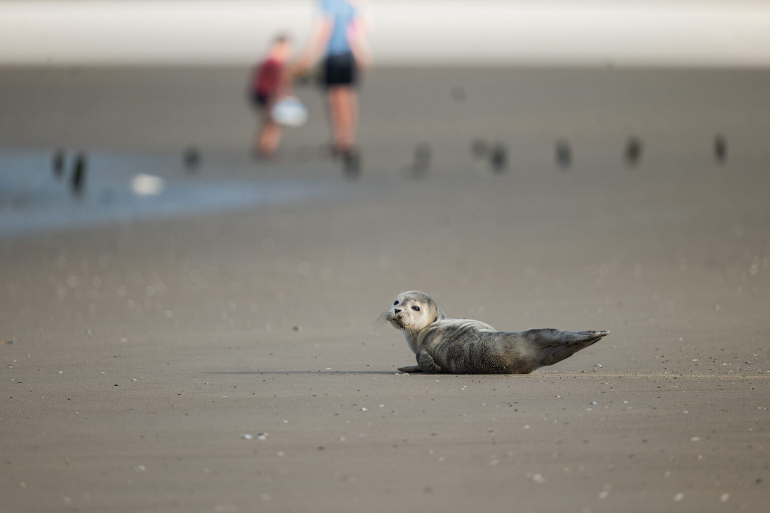 Un bébé phoques sur la plage de Berck