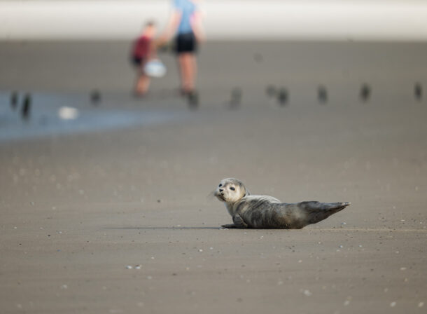 Un bébé phoques sur la plage de Berck